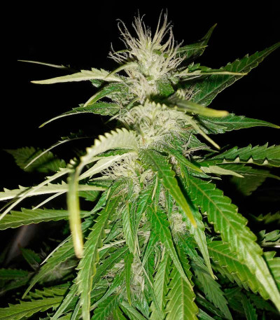 Delicious Candy Auto fem (Delicious Seeds) семена конопли — изображение 5