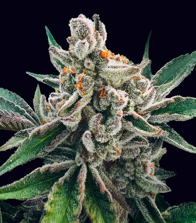 Polar Gelato Auto by Sherbinskis fem (Silent Seeds) семена конопли — изображение 3
