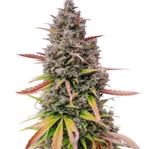 Purple Punch OG XL Auto fem (Sweet Seeds) семена конопли