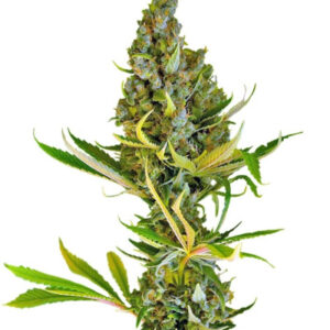 Sweet Cheese F1 Fast Version fem (Sweet Seeds) семена конопли