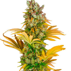 GMO fem (Barney's Farm) семена конопли