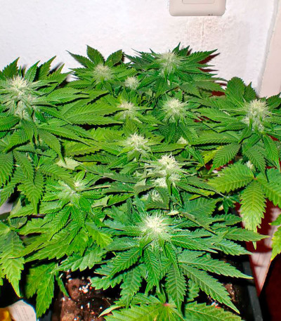 Afghan Kush X Skunk fem (World of Seeds) семена конопли — изображение 6
