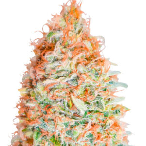 Banana Cookies fem (Advanced Seeds) семена конопли