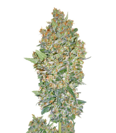 Female Collection #1 fem (00 Seeds) семена конопли — изображение 3