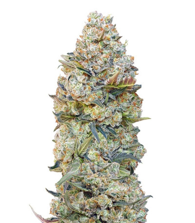 Female Collection #1 fem (00 Seeds) семена конопли — изображение 4