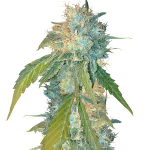 Yumbolt 47 fem (World of Seeds) семена конопли