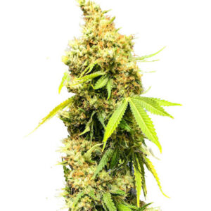 Royal Runtz fem (RQS) семена конопли