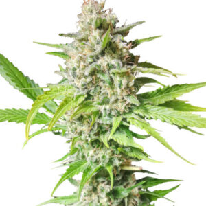 Lavanda Cream fem (Kalashnikov Seeds) семена конопли