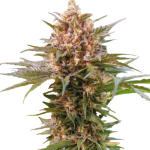 Power Russian fem (Kalashnikov Seeds) семена конопли