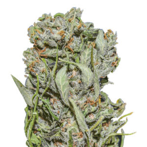 White Critical Express fem (Kalashnikov Seeds) семена конопли