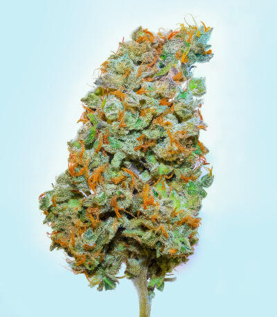 Blue Dream Autoflower fem (Seedkeepers) семена конопли — изображение 3