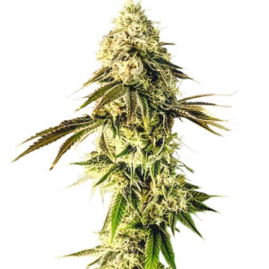 Jealousy Kush fem (Seedkeepers) семена конопли