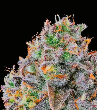 Fruit Riot fem (Compound Genetics) семена конопли — изображение 2