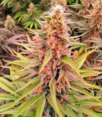 Garlic Cookies fem (Barney's Farm) семена конопли — изображение 3